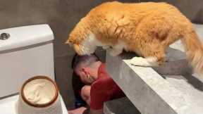 Cat When The Task Requires No Cat 🤣 Funny Cat Videos
