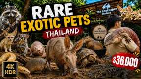 4K HDR | Rare Exotic Pets in Thailand 🇹🇭 | This Pet Costs $36,000! 🔥