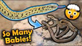 Our Golden Garter Snake Had 30 Babies!