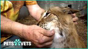The Truth About Exotic Pets - Dangers, Rescues, and Conservation