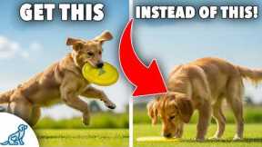 Teach Your Dog to Catch a Disc (Step-by-Step EASY Guide)