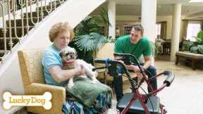 Lucky Dog Marathon | Rescue Dogs Find Their Happy Endings