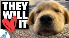 The 3 Tools You NEED To Tire Out a Hyper Puppy