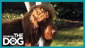 How to Stop Your Dog Pulling on the Lead - Heel Training Secrets! | It's Me or the Dog