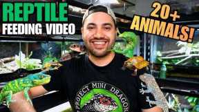 FEEDING MY PET REPTILES! LIZARDS, TURTLES, FROGS AND MORE + CRAZY TOKAY GECKO ATTACK!