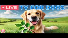 🔴24 Hours of Dog TV🎵🐶Calming Music for Dog Sleep🐾🩷Soothing Music for Dog Stress and Anxiety Relief