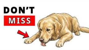 6 Silent Signs Your Dog Is Sick (Most Owners Miss #1)