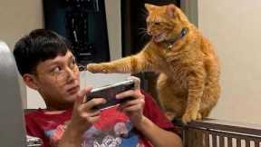 Cat Argued With Me Like a Teenager 🤣 Funny Cat Videos