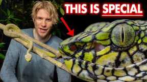 This venomous snake has NEVER been filmed in the wild!