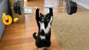 TRY NOT TO LAUGH: Ultimate Funny Cat Fails Compilation😂🐱| Funny Cat Moments 2026🐈