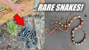 I Beat My Milk Snake Record! - Flipping For RARE Colorful Snakes!