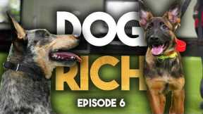 “The Crazy Cattle Dog” - Dog Rich Episode 6