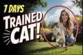 Train Your CAT to do Fun TRICKS -