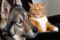 🐾😂 Crazy Exotic Pets Compilation |