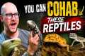 5 Reptiles You SHOULD Cohab and 5 You 