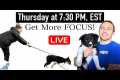 5 Tips To Get More Focus In Your Dog