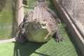 Valley sanctuary gives exotic pets a