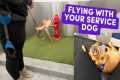 Service Dog's First Flight + NYC with 