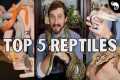 Top 5 Reptiles For Beginners