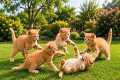 🌟🐱 Adorable Kittens Playing