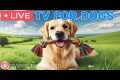 🔴24 Hours of Dog TV🎵🐶Calming Music 