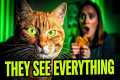 12 Secrets Your Feline Understands
