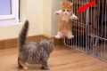 DRAMATIC Cats Freaking Out at Every