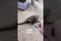 Bearded Dragon Chases Her Food!