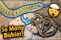 Our Golden Garter Snake Had 30 Babies!