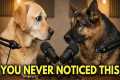 You’re Ignoring What Your Dog Is