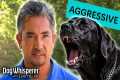 Aggressive Dog Overpowers Owners On