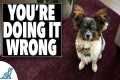 STOP Training Your Small Dog Like a