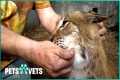The Truth About Exotic Pets - Dangers,