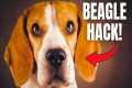 Before You Train Your Beagle, Watch