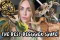 Best Snakes for Beginners & New