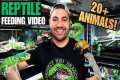 FEEDING MY PET REPTILES! LIZARDS,