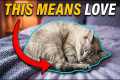 Why Your Cat Sleeps With You: The