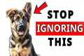INVISIBLE Signs Your Dog Is Silently