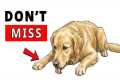 6 Silent Signs Your Dog Is Sick (Most 