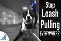 How To Teach Your Dog Not To Pull On