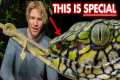 This venomous snake has NEVER been