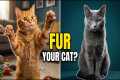 Is Your Cat's Character Hidden in