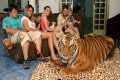 Living With Tigers: Family Share Home 