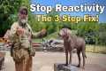 How to Fix Dog Reactivity: Stonnie’s