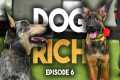 “The Crazy Cattle Dog” - Dog Rich