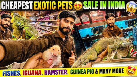 Cheapest Exotic Pets Sale in India😍Fishes,Iguana,Hamster,Guinea Pig & Many More 😍