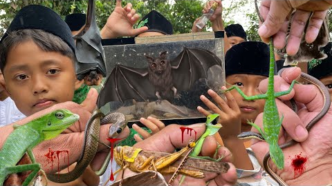 Mister insect bitten by bat, chameleon and snake