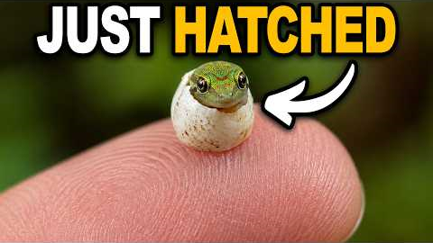 The World's Tiniest Lizard Just Hatched!