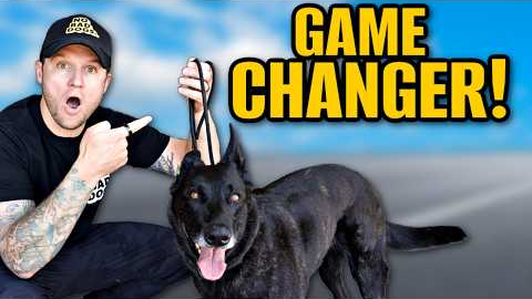 How To Use A Slip Leash To Train Your Dog!