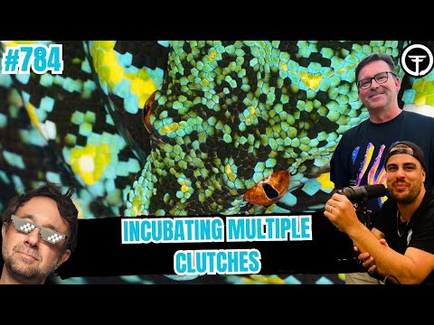 The Best Option For Incubating Multiple Green Tree Python Clutches | All In The Tree Tuesday